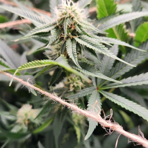 God Bud #1 growlog timeline photo