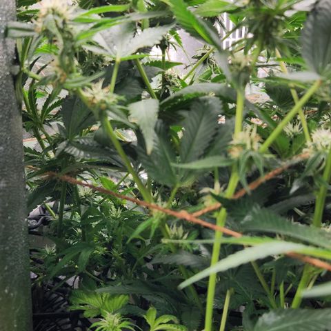 God Bud #1 growlog timeline photo