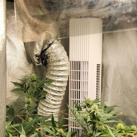God Bud #1 growlog timeline photo