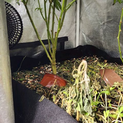 God Bud #1 growlog timeline photo