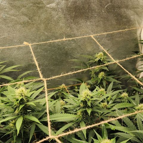 God Bud #2 growlog timeline photo