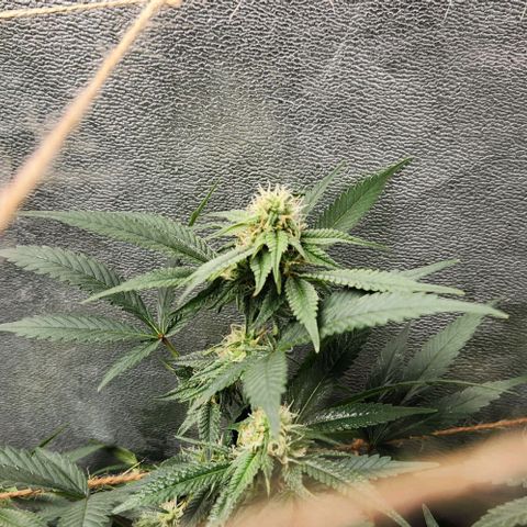 God Bud #2 growlog timeline photo