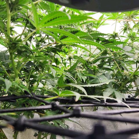 God Bud #2 growlog timeline photo