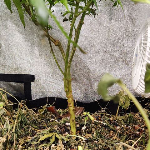 God Bud #2 growlog timeline photo