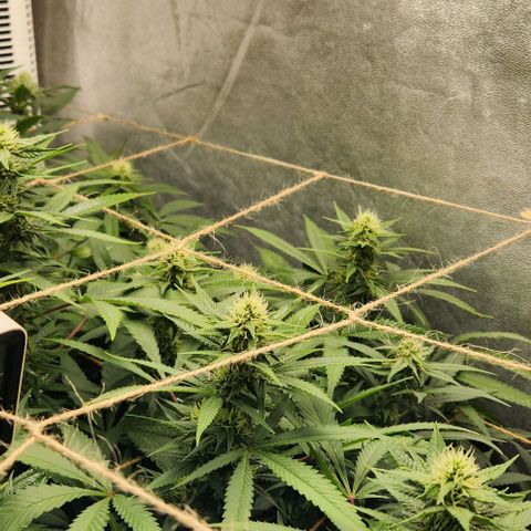 Purple Buddha #1 growlog timeline photo