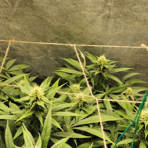 Purple Buddha #1 growlog timeline photo
