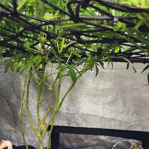 Purple Buddha #1 growlog timeline photo