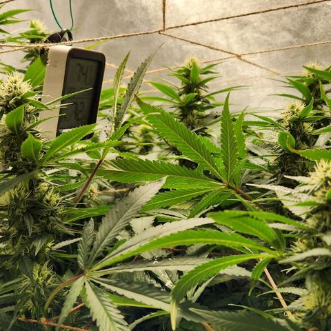 Purple Buddha #2 growlog timeline photo