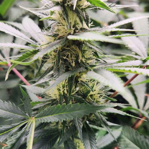 Purple Buddha #2 growlog timeline photo