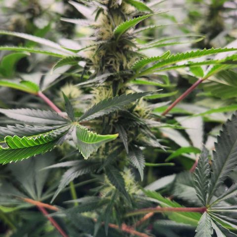 Purple Buddha #2 growlog timeline photo