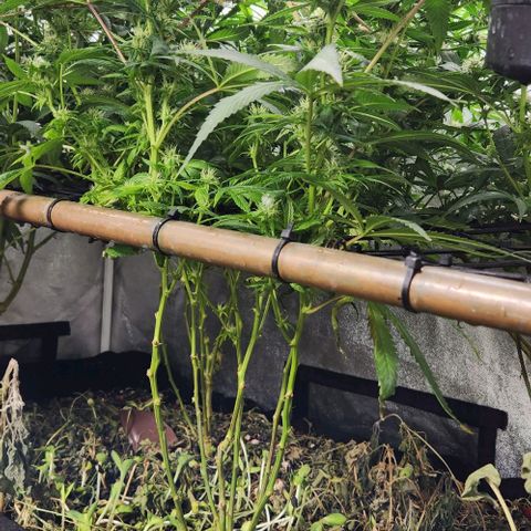 Purple Buddha #2 growlog timeline photo
