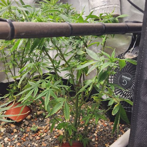 Strawberry Cough growlog timeline photo