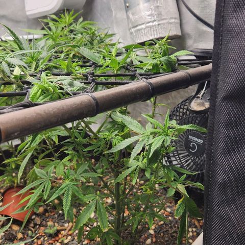 Strawberry Cough growlog timeline photo
