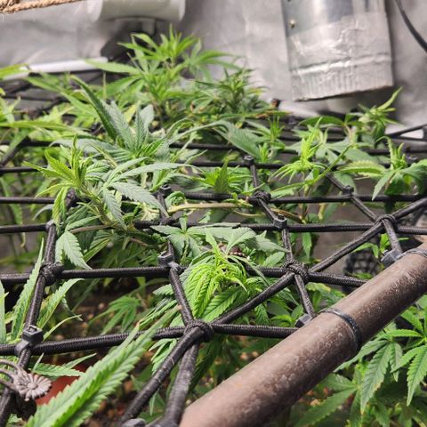 Strawberry Cough growlog timeline photo
