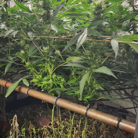 Purple Buddha #2 growlog timeline photo
