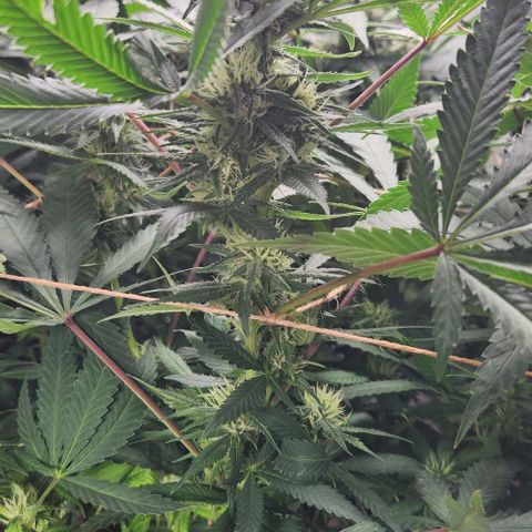 Purple Buddha #2 growlog timeline photo