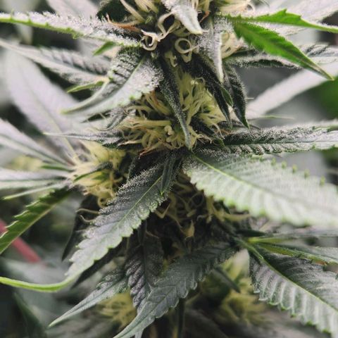 Purple Buddha #2 growlog timeline photo
