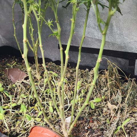 Purple Buddha #2 growlog timeline photo