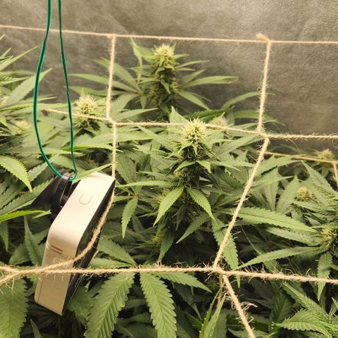 Purple Buddha #1 growlog timeline photo