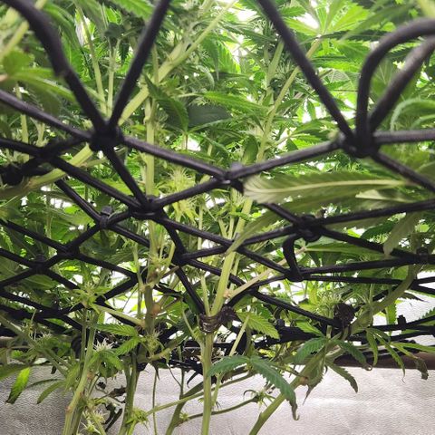 Purple Buddha #1 growlog timeline photo