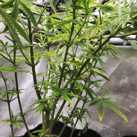 Platinum Girl Scout Cookies growlog timeline photo