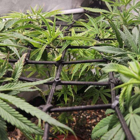 Platinum Girl Scout Cookies growlog timeline photo