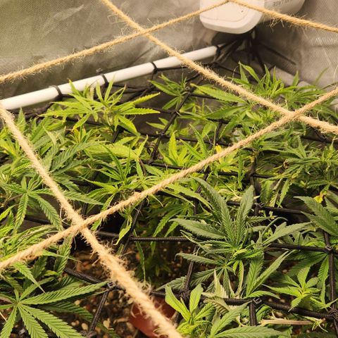 Platinum Girl Scout Cookies growlog timeline photo
