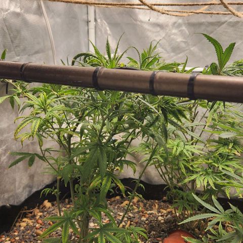 Pineapple Express growlog timeline photo