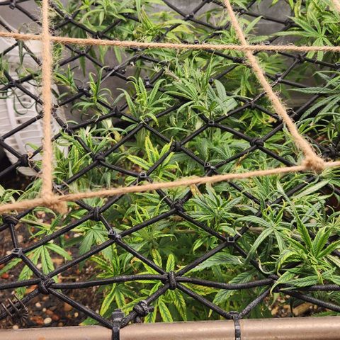 Pineapple Express growlog timeline photo