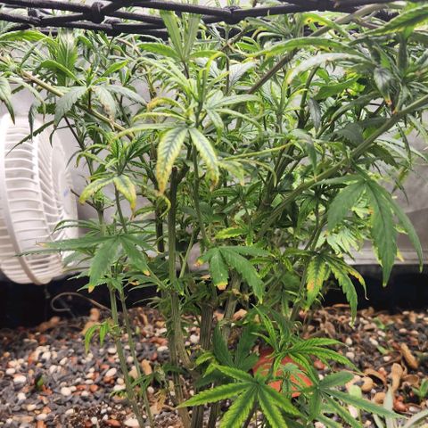 Pineapple Express growlog timeline photo
