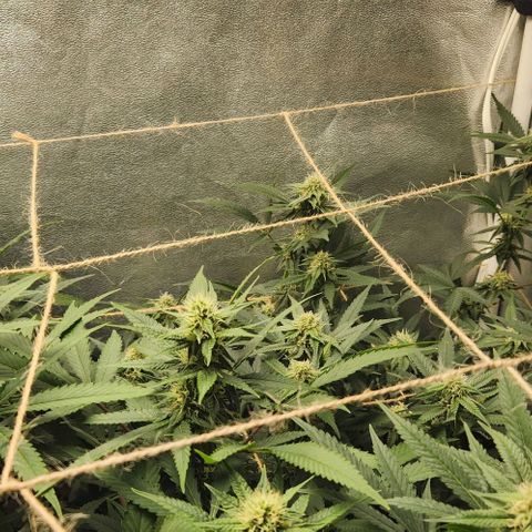 God Bud #2 growlog timeline photo