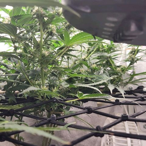 God Bud #2 growlog timeline photo