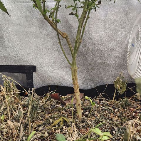 God Bud #2 growlog timeline photo