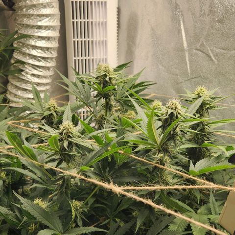 God Bud #1 growlog timeline photo