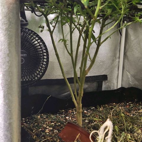 God Bud #1 growlog timeline photo