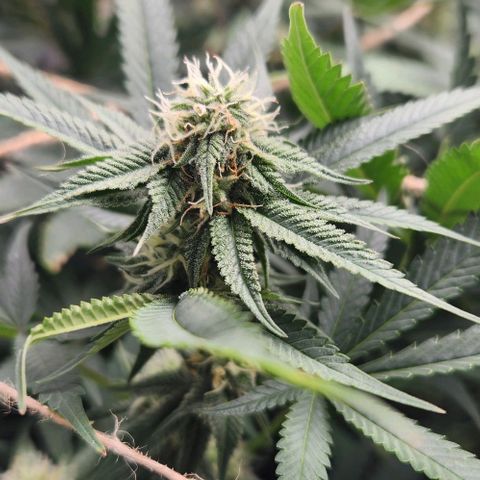 God Bud #1 growlog timeline photo