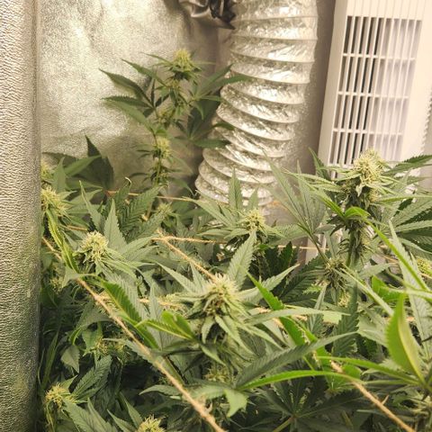 God Bud #1 growlog timeline photo