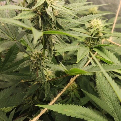 God Bud #1 growlog timeline photo