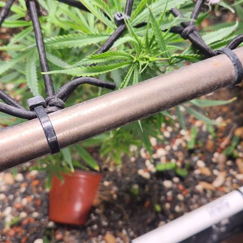 BLUE DREAM growlog timeline photo