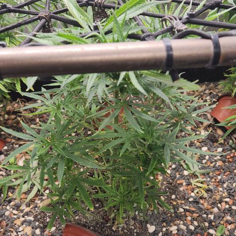 BLUE DREAM growlog timeline photo