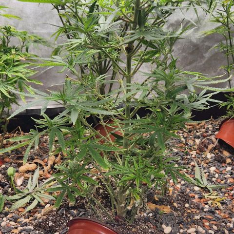 BLUE DREAM growlog timeline photo