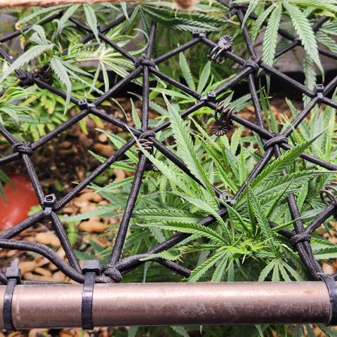 BLUE DREAM growlog timeline photo