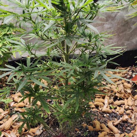 BLUE DREAM growlog timeline photo