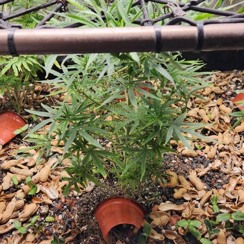 BLUE DREAM growlog timeline photo