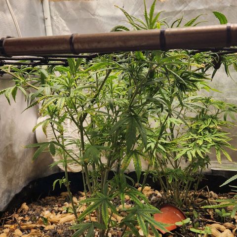 Pineapple Express growlog timeline photo