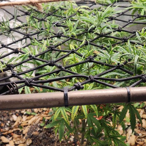 Pineapple Express growlog timeline photo