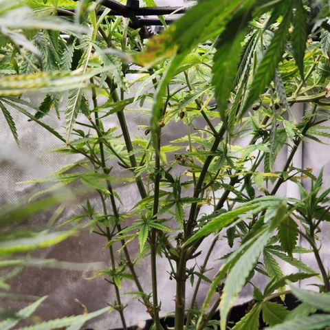 Platinum Girl Scout Cookies growlog timeline photo