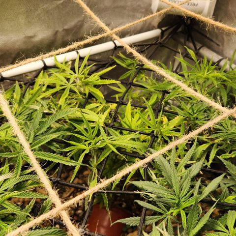 Platinum Girl Scout Cookies growlog timeline photo