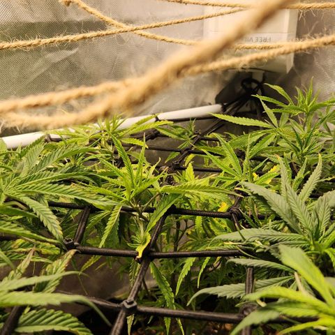 Platinum Girl Scout Cookies growlog timeline photo