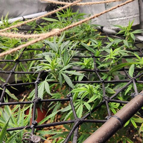 Strawberry Cough growlog timeline photo